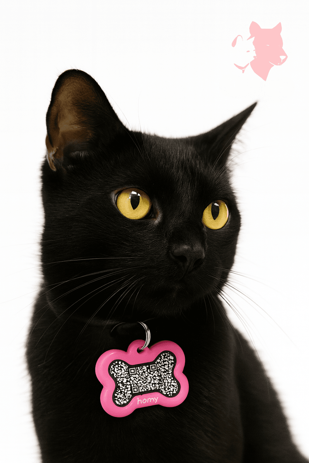 Salem · cat